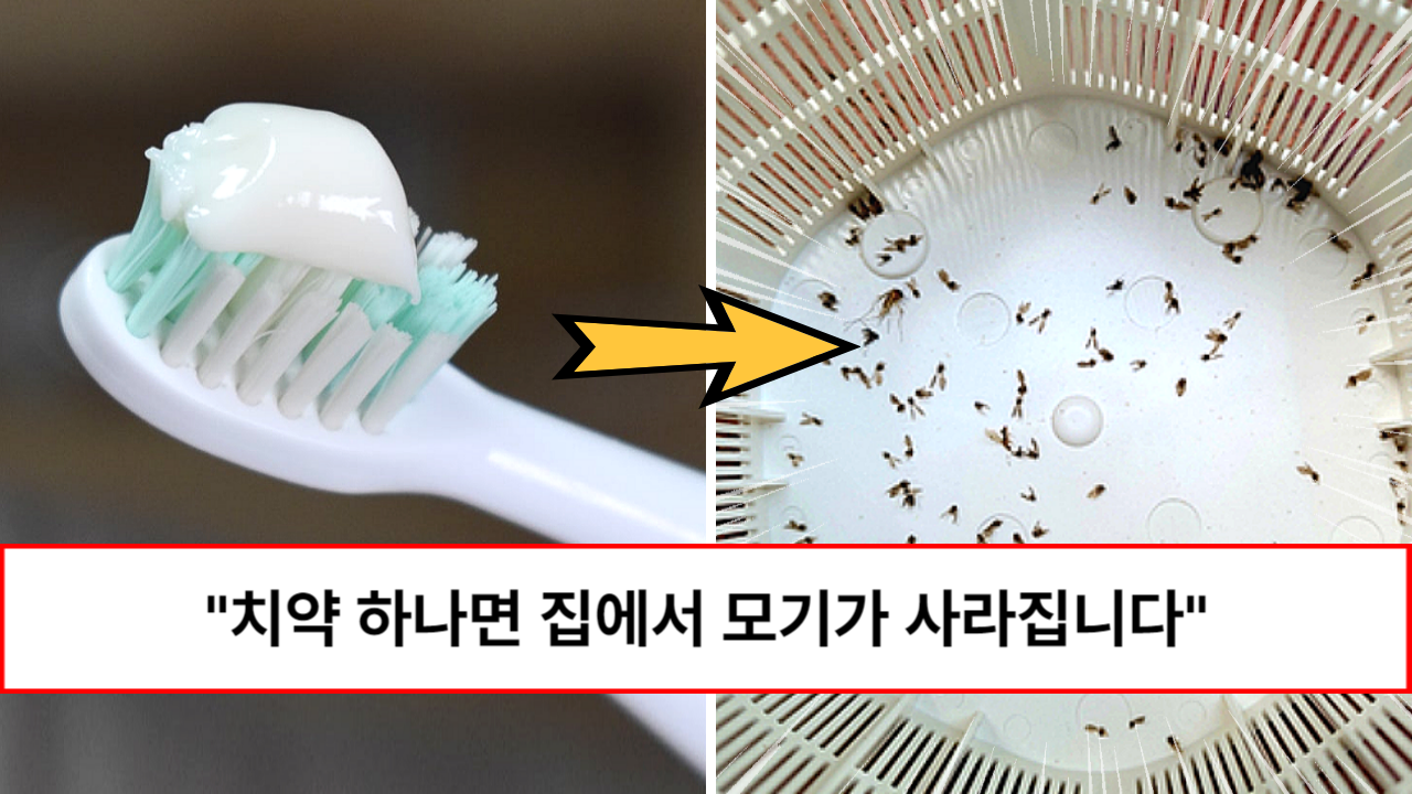 “24시간 보이지 않습니다” 여름철 지긋지긋한 모기, 날파리 등 벌레를 치약 하나로 차단하는 법 “24시간 보이지 않습니다” 여름철 지긋지긋한 모기, 날파리 등 벌레를 치약 하나로 차단하는 법