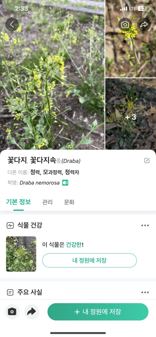 꽃다지꽃에 대한 정보 확인