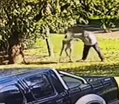 불량 캥거루와 잔혹한 난투극 벌인 남자 VIDEO: Wild moment man battles kangaroo before pinning it to the ground