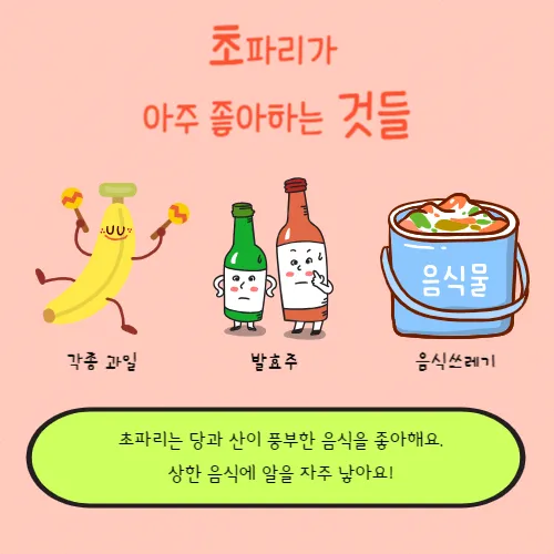 초파리가 좋아하는 것들