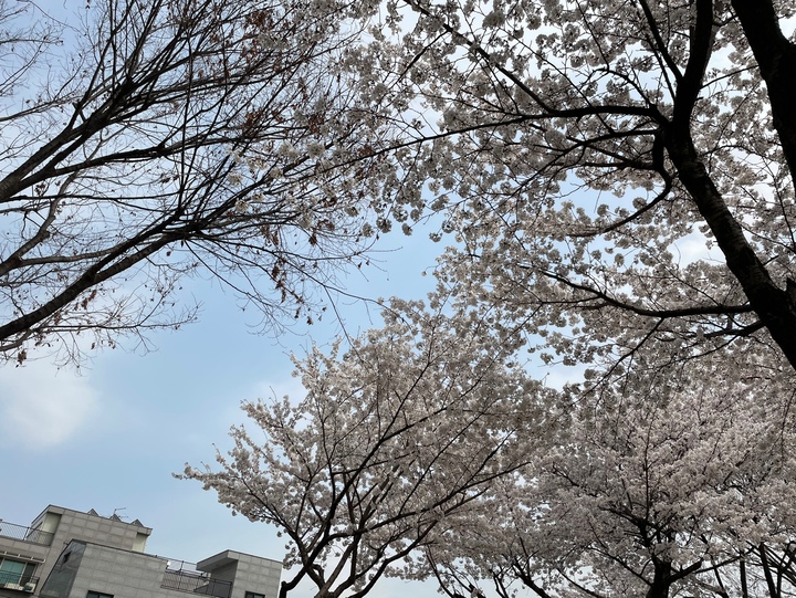 서울의 숨은 벚꽃 명소, 중랑천 벚꽃길을 돌아보며 8