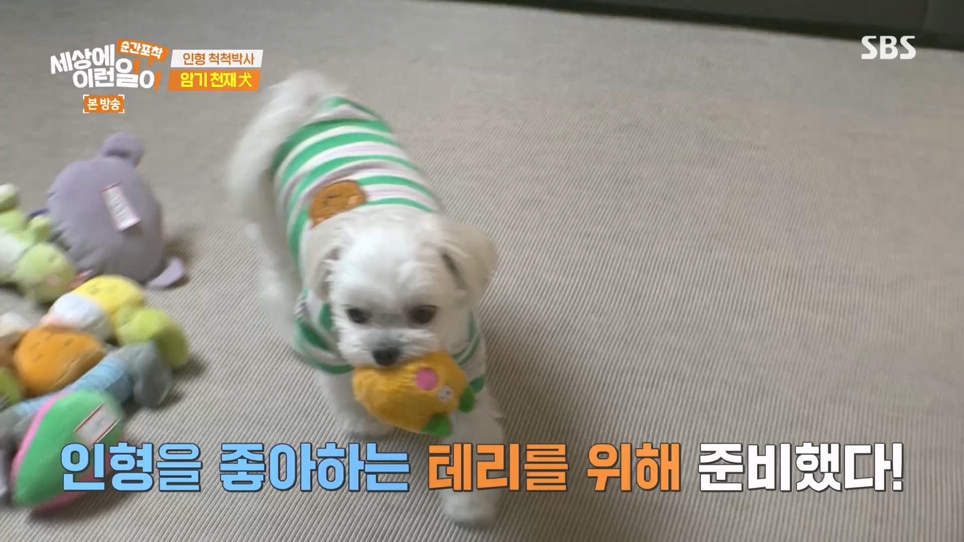 순간포착 세상에 이런일이.E1266.240224p.H264-F1RST.mp4_20240225_162508.366.jpg