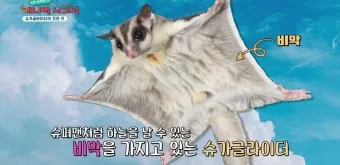 슈가글라이더 가격 키우기 분양 수명 먹이 성격 종류_6