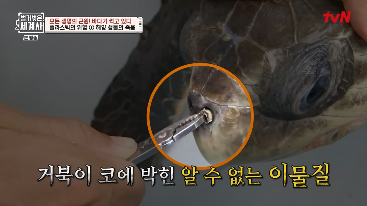 벌거벗은 세계사.E90.230315p-NEXT.mp4_20230419_212543.939.jpg