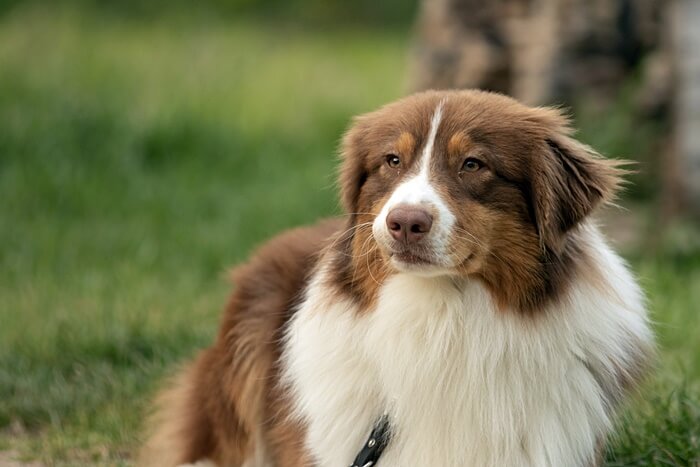 귀가 덮혀있는 갈색과 흰색털의 강아지