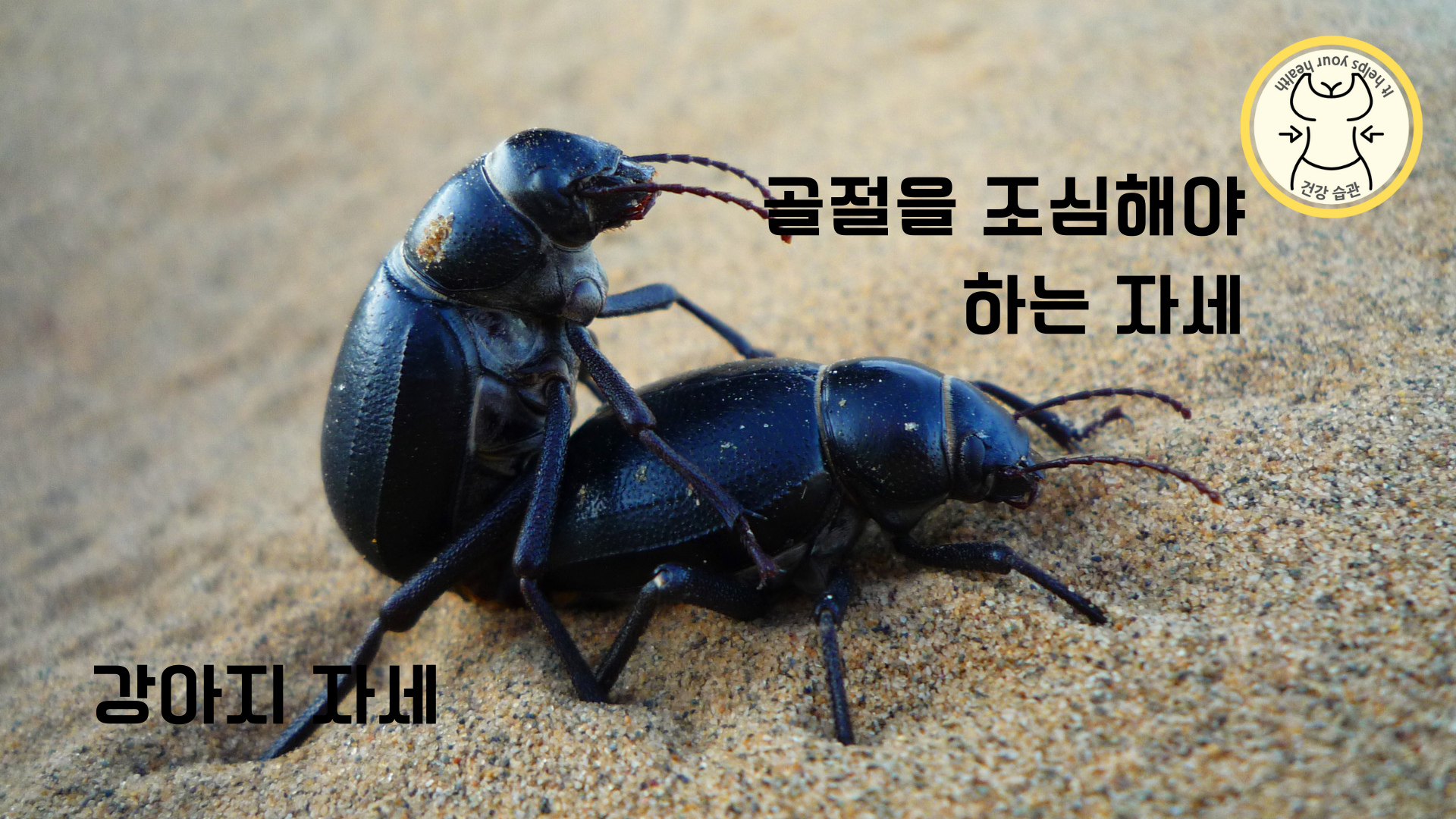 골절을 조심해야 하는 강아지 자세