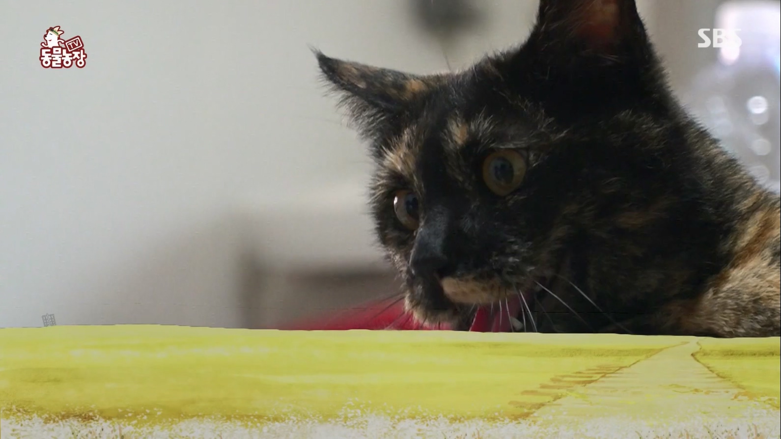 TV 동물농장.E1127.230702p.H264-F1RST.mp4_20230704_212707.909.jpg