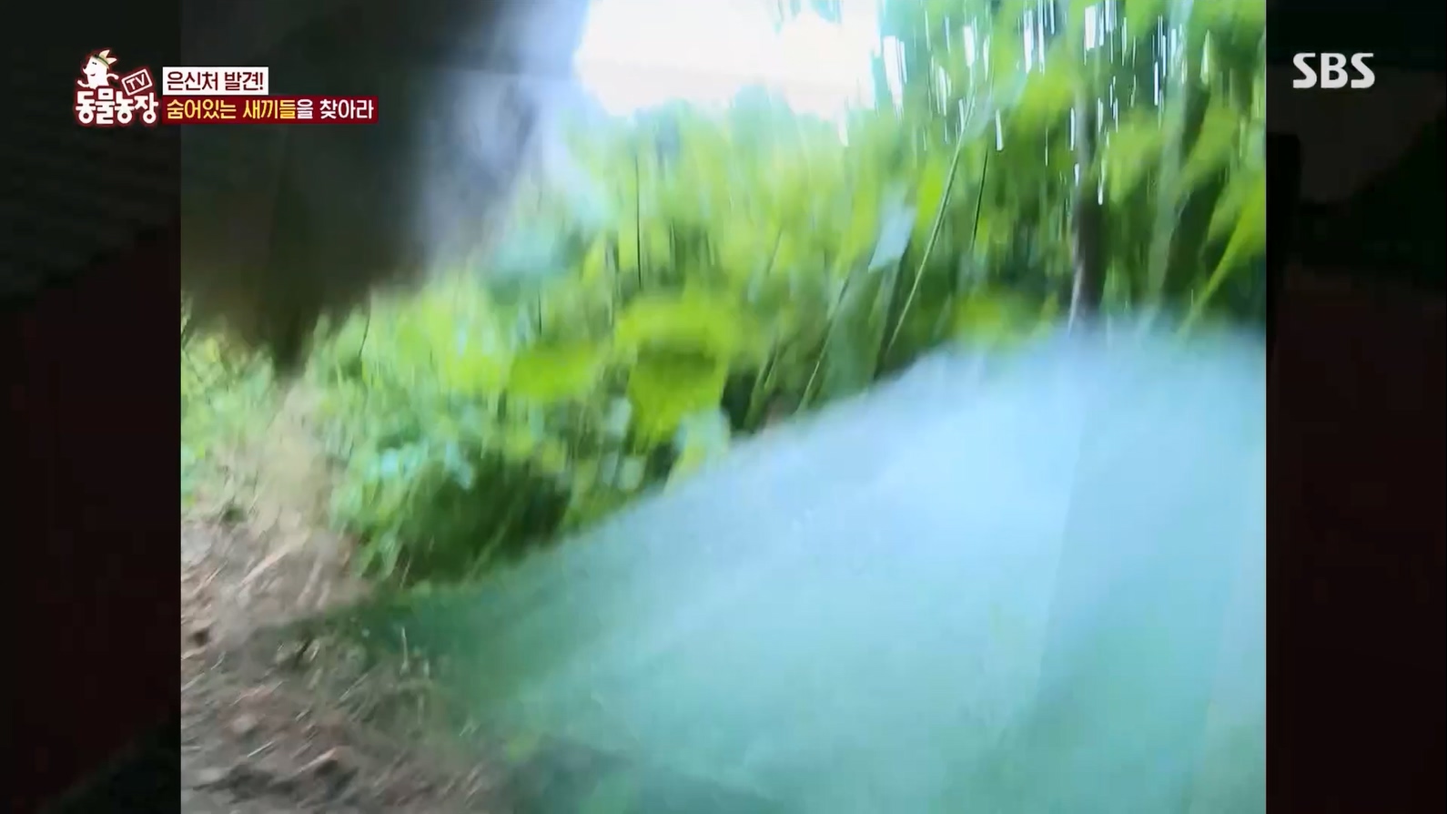 TV 동물농장.E1127.230702p.H264-F1RST.mp4_20230704_212711.007.jpg