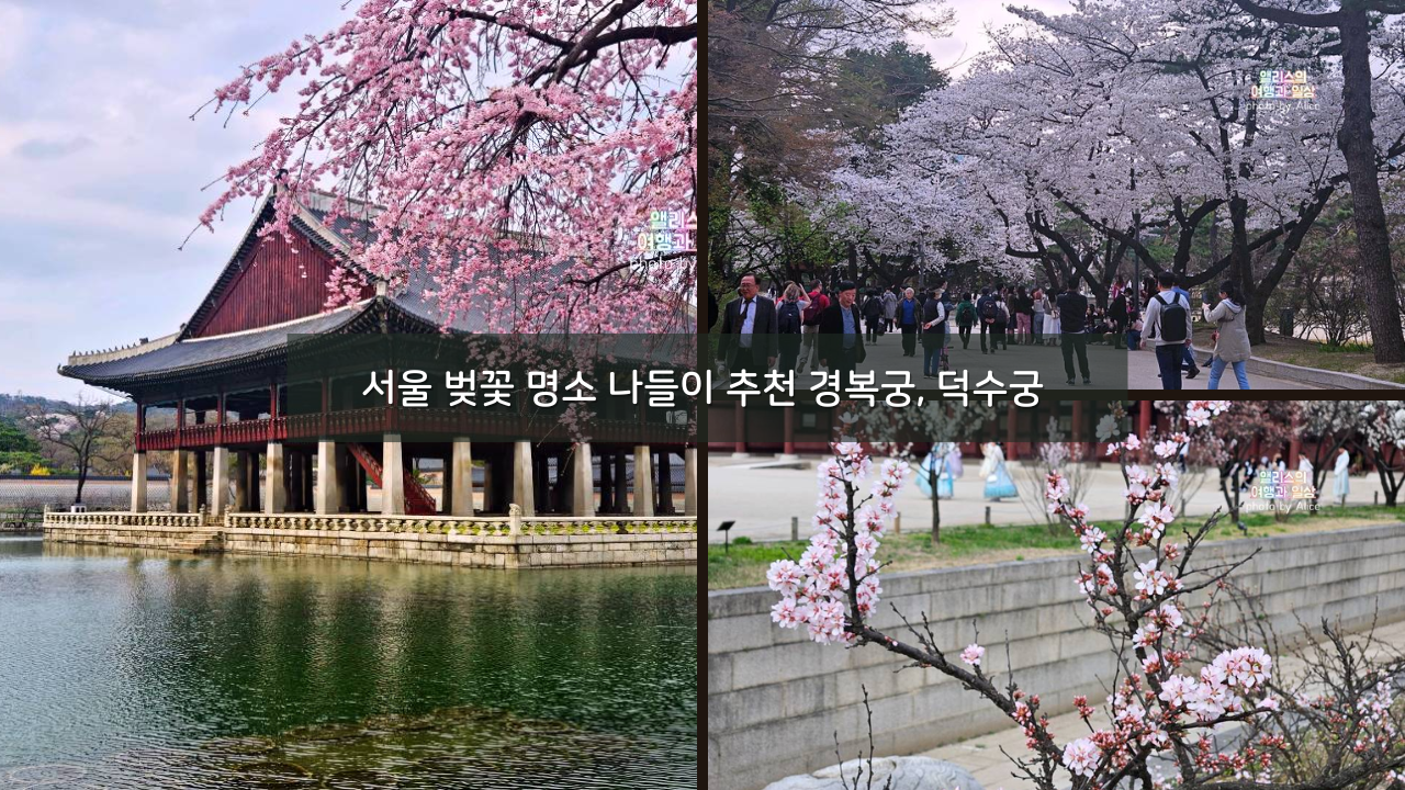 서울 벚꽃 명소 나들이 추천 경복궁&#44; 덕수궁 4월 개화 상황 서울 가볼만한곳