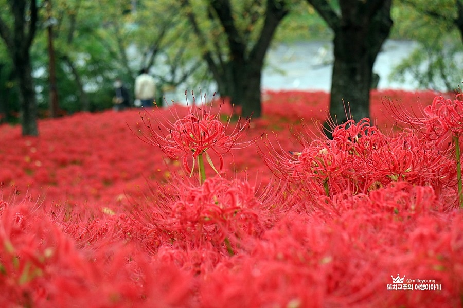붉은색 꽃무릇이 만개해 있는 모습