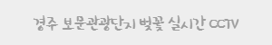 경주-보문관광단지-벚꽃-실시간cctv