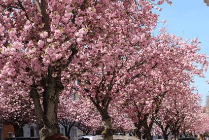 서울 벚꽃 명소