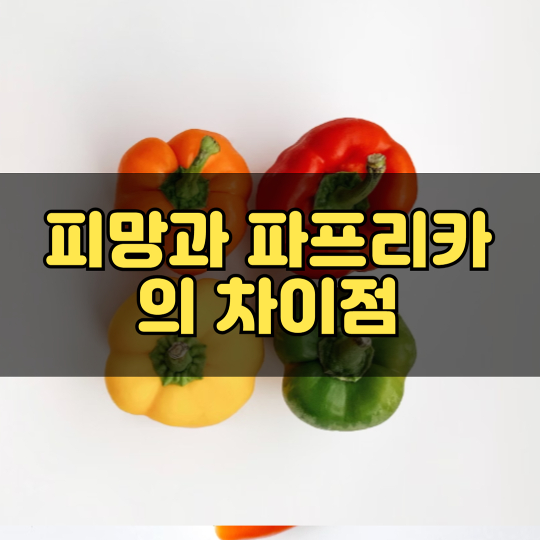 피망과 파프리카의 차이점, 효능, 칼로리, 종류 및 보관법 알아보기!