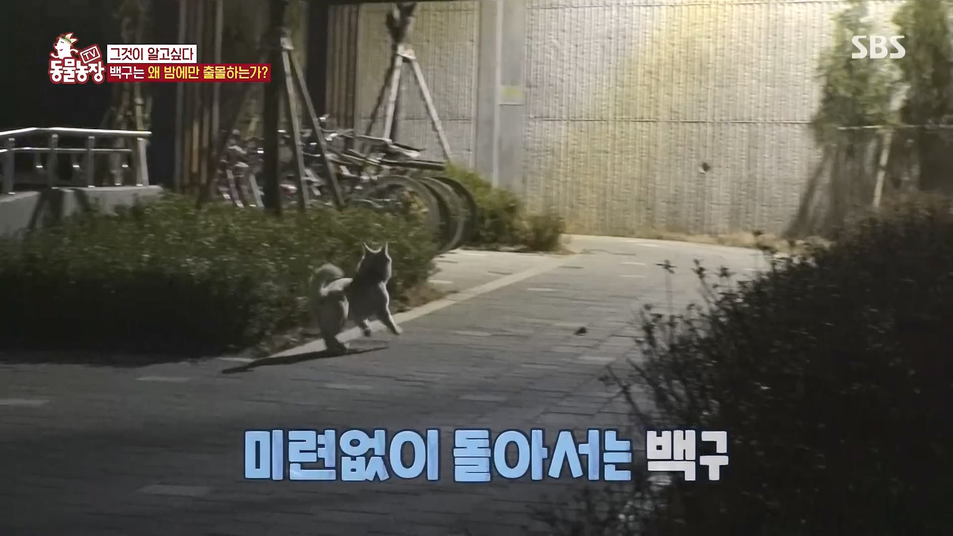 TV 동물농장.E1118.230430p.H264-F1RST.mp4_20230430_172338.813.jpg