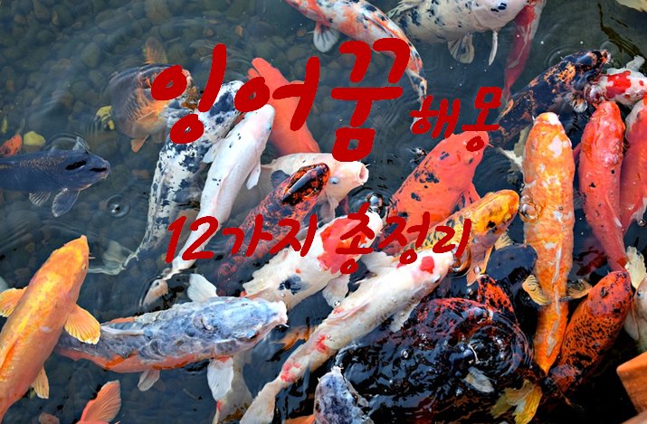  잉어 나오는꿈 해몽 12가지 총정리