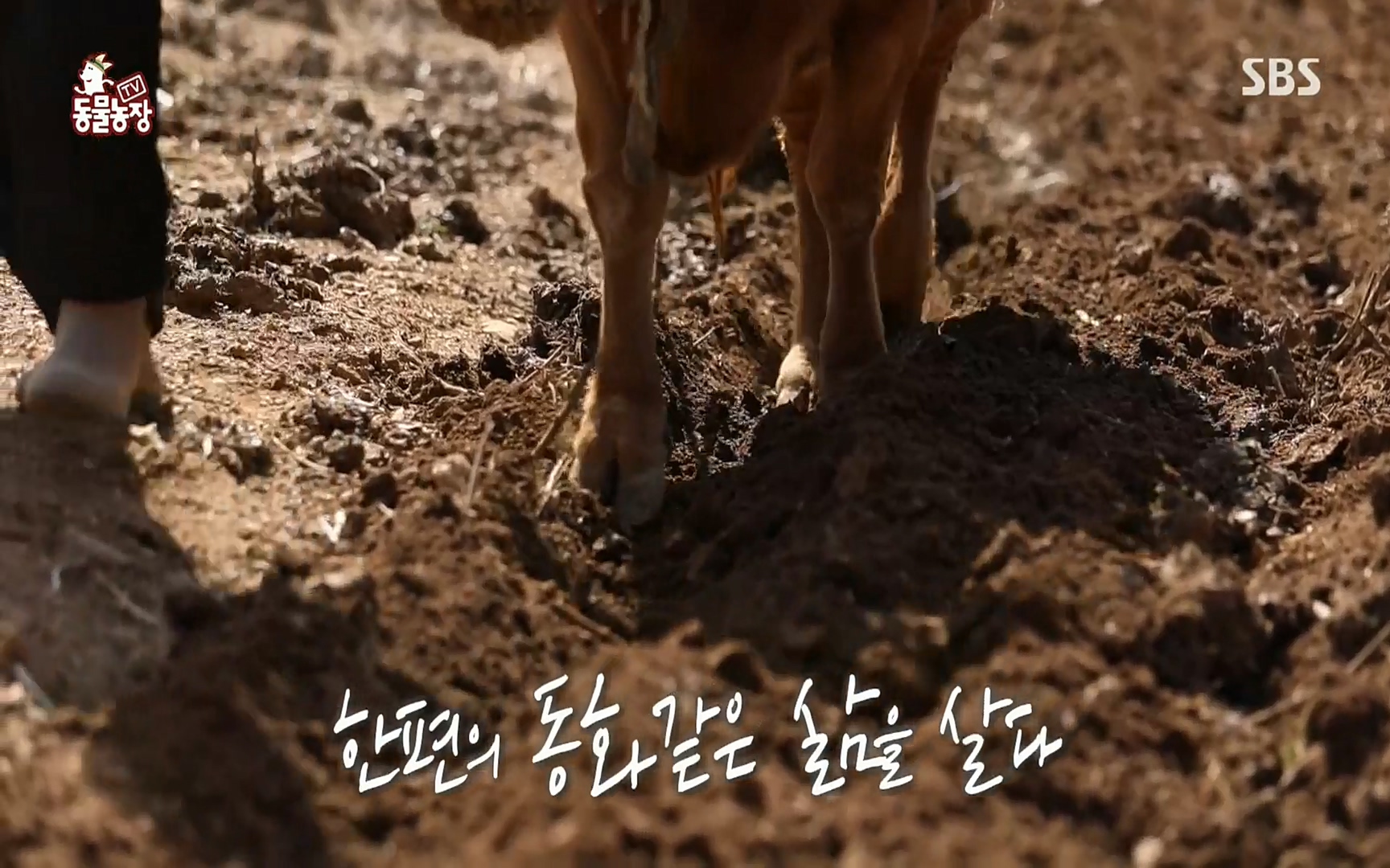 TV 동물농장.E1067.220501p.H264-F1RST.mp4_20220501_183332.759.jpg
