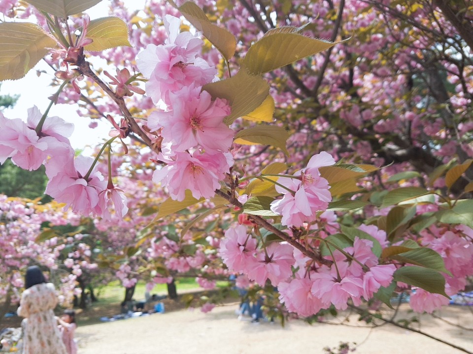  경북 경주 가볼만한곳: 경주 불국사 겹벚꽃 보러갔습니다~!!!!