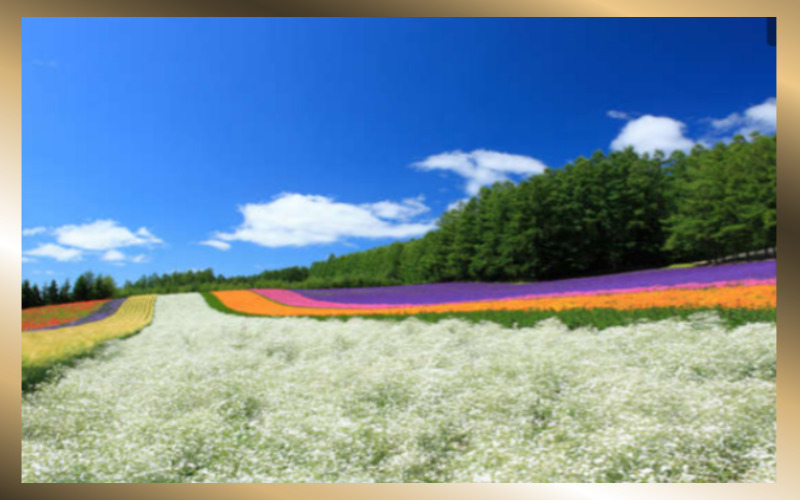 일본 홋카이도 꽃밭
