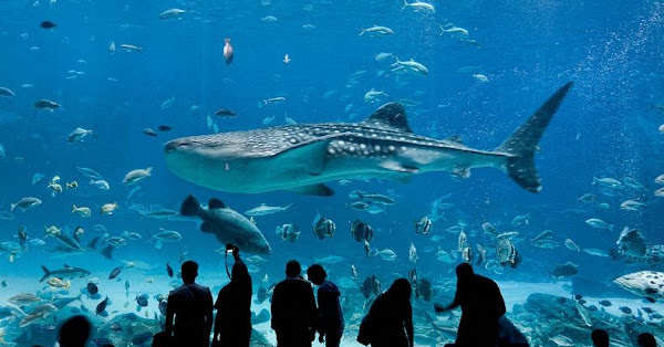 조지아 아쿠아리움 Georgia Aquarium