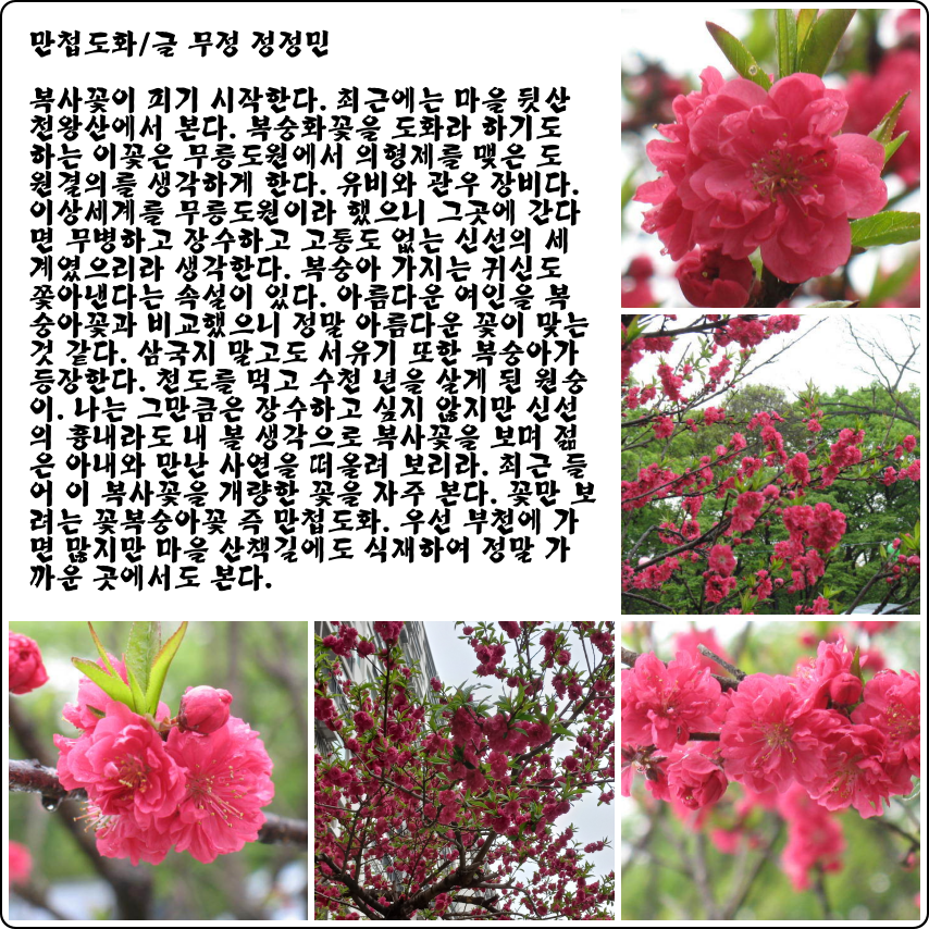 도화 이미지