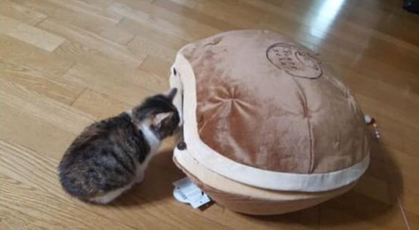  흔한 고양이침대 리얼 후기