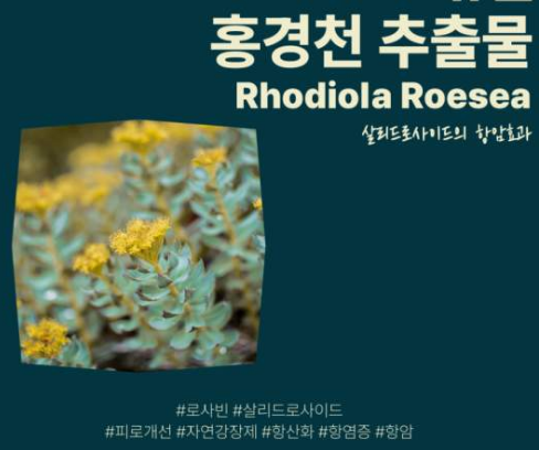  홍경천 추출물과 효능