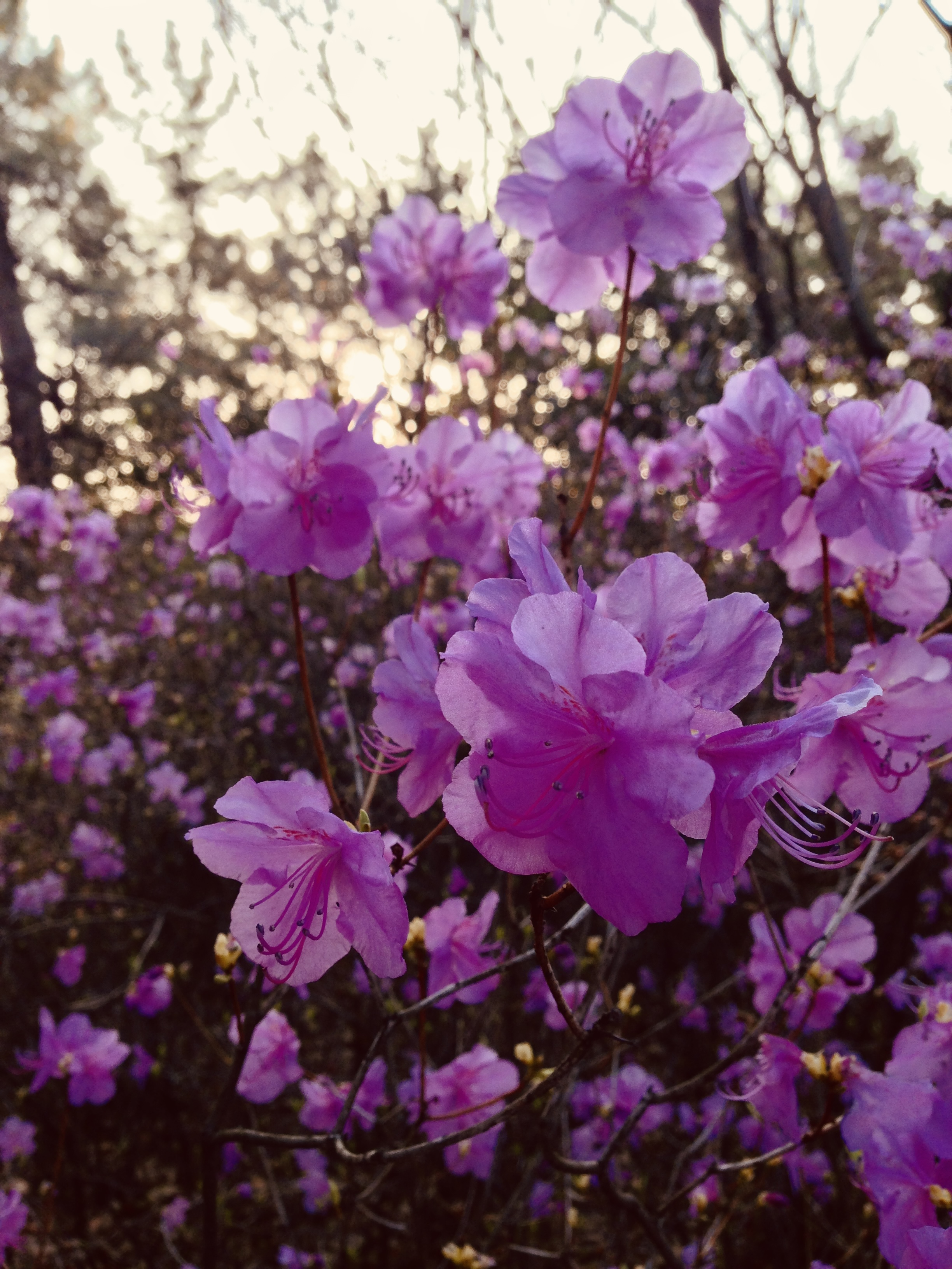 노을-나무-분홍색-진달래꽃-나핀-모습