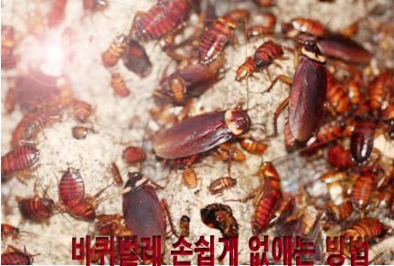 바퀴벌레 없애는법