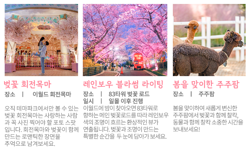 벚꽃 축제