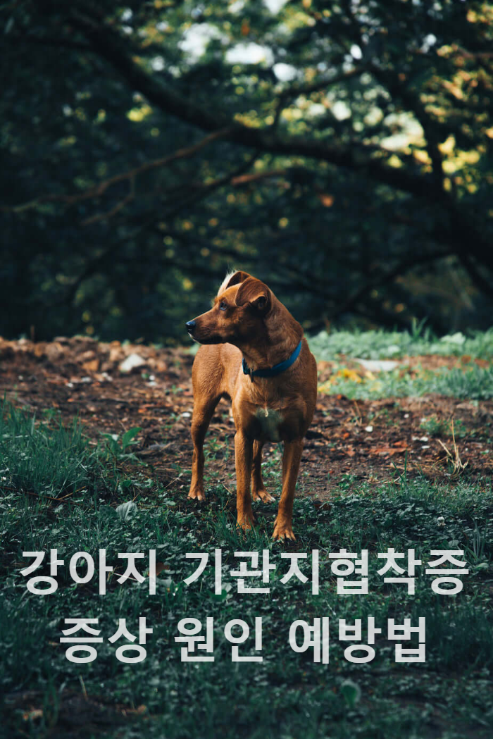 강아지_기관지협착증