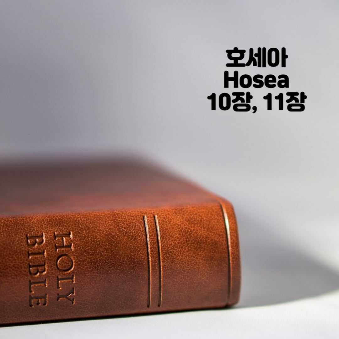 Holy BIBLE 생명의 삶 영어 한글 성경 말씀 - 호세아(Hosea) 10장, 11장