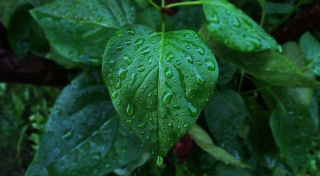  깻잎의 효능