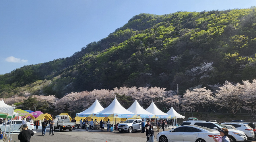 금산 보곡산골 산벚꽃 축제 관련