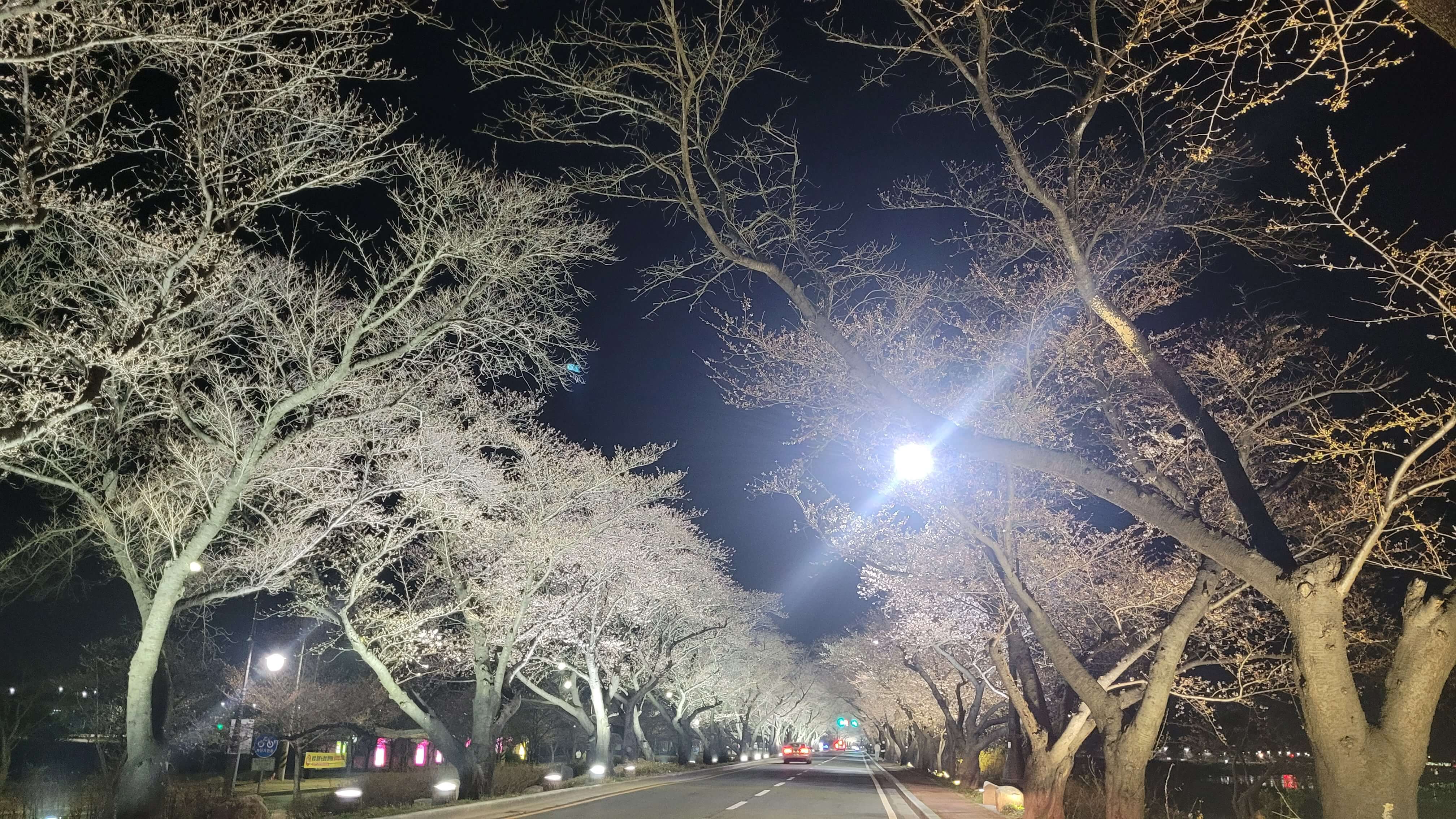 흥무로-벚꽃길