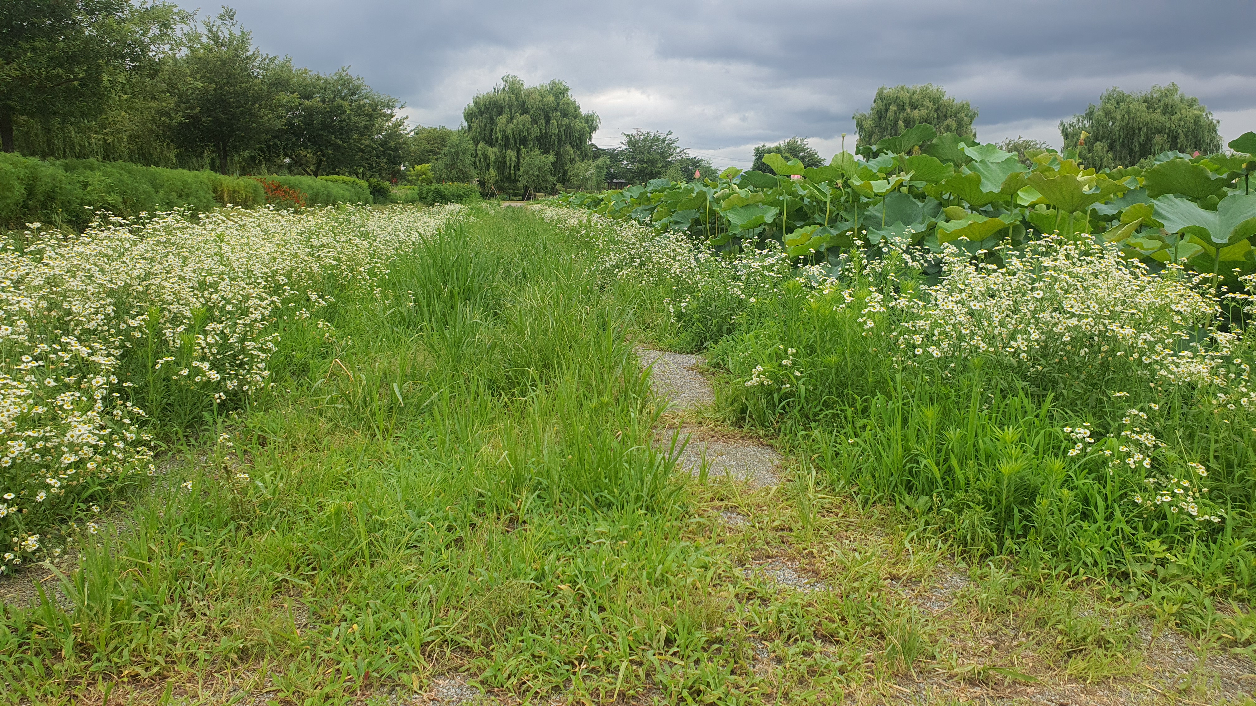 당진 합덕제 연꽃 축제 연호문화축제