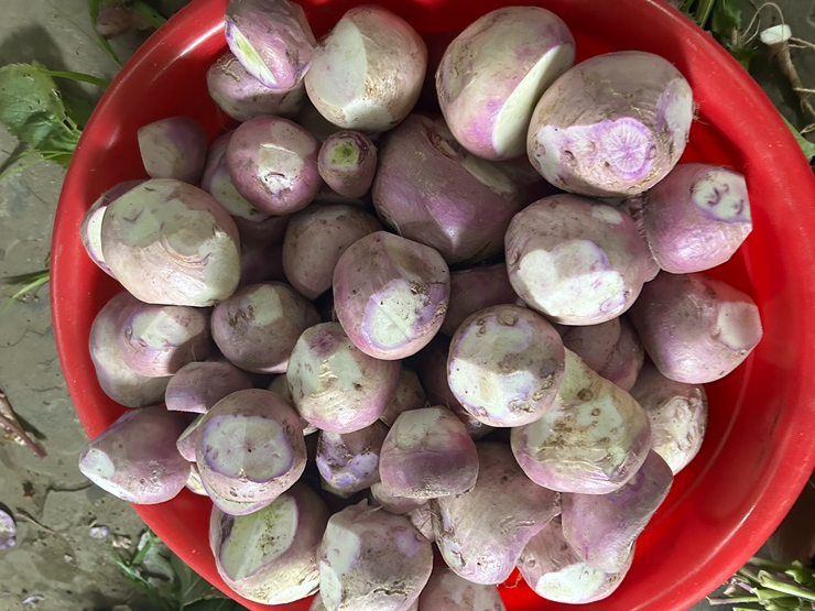 순무손질법