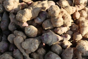 돼지감자 (따탕지)