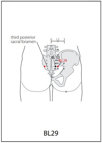 족태양방광경(BL) > BL29 중려유 (中膂兪) 1