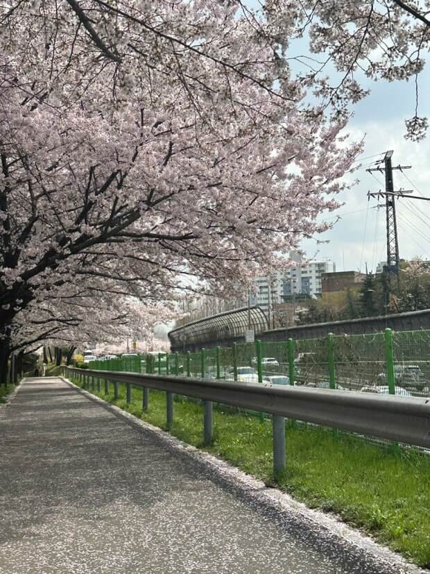 수서동 벚꽃길