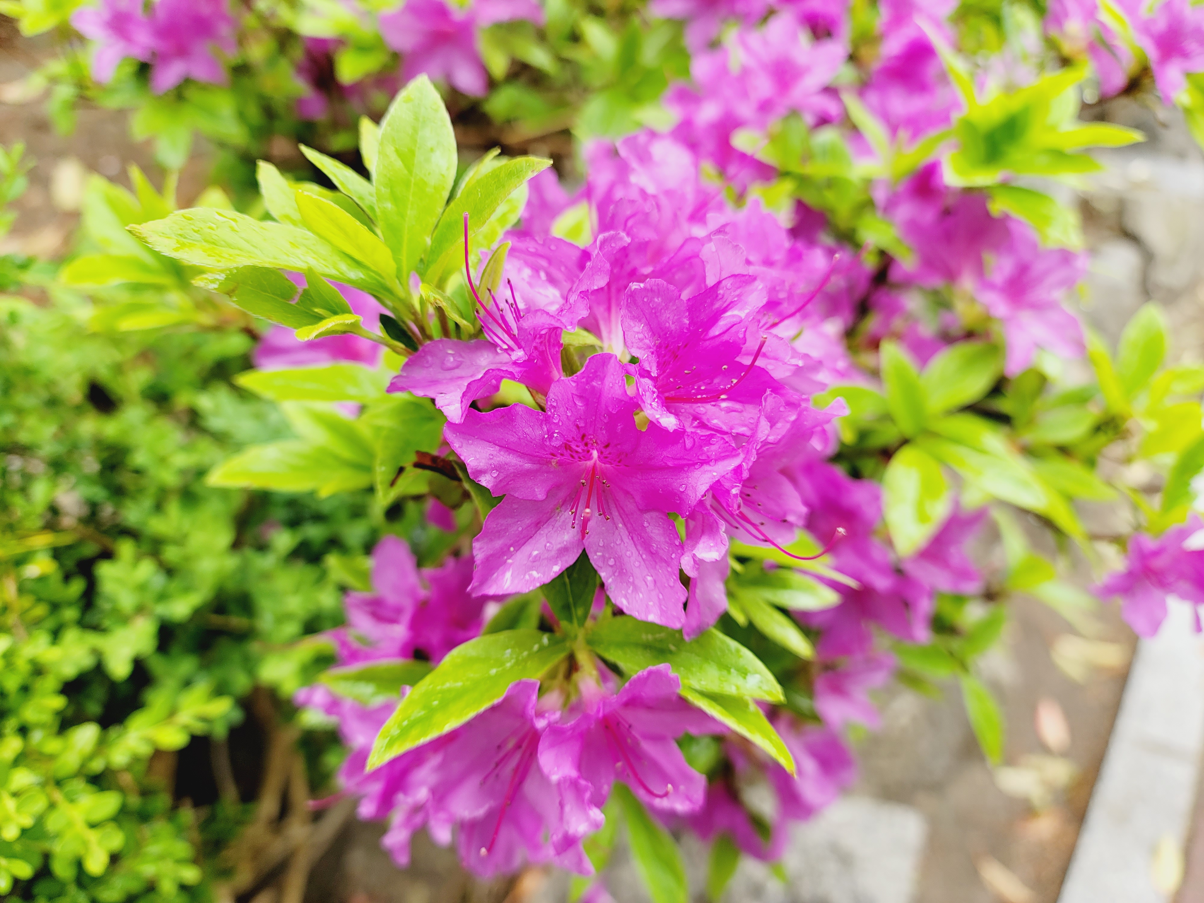 산철쭉 화단접대 47