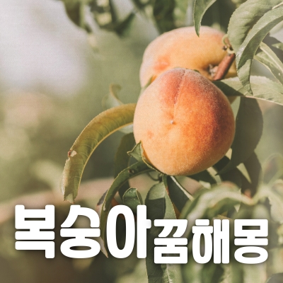 복숭아 꿈해몽