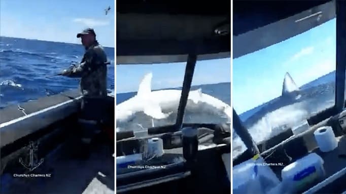 거대한 상어가 보트로 뛰어들다 VIDEO: Huge shark leaps out of water onto boat in New Zealand