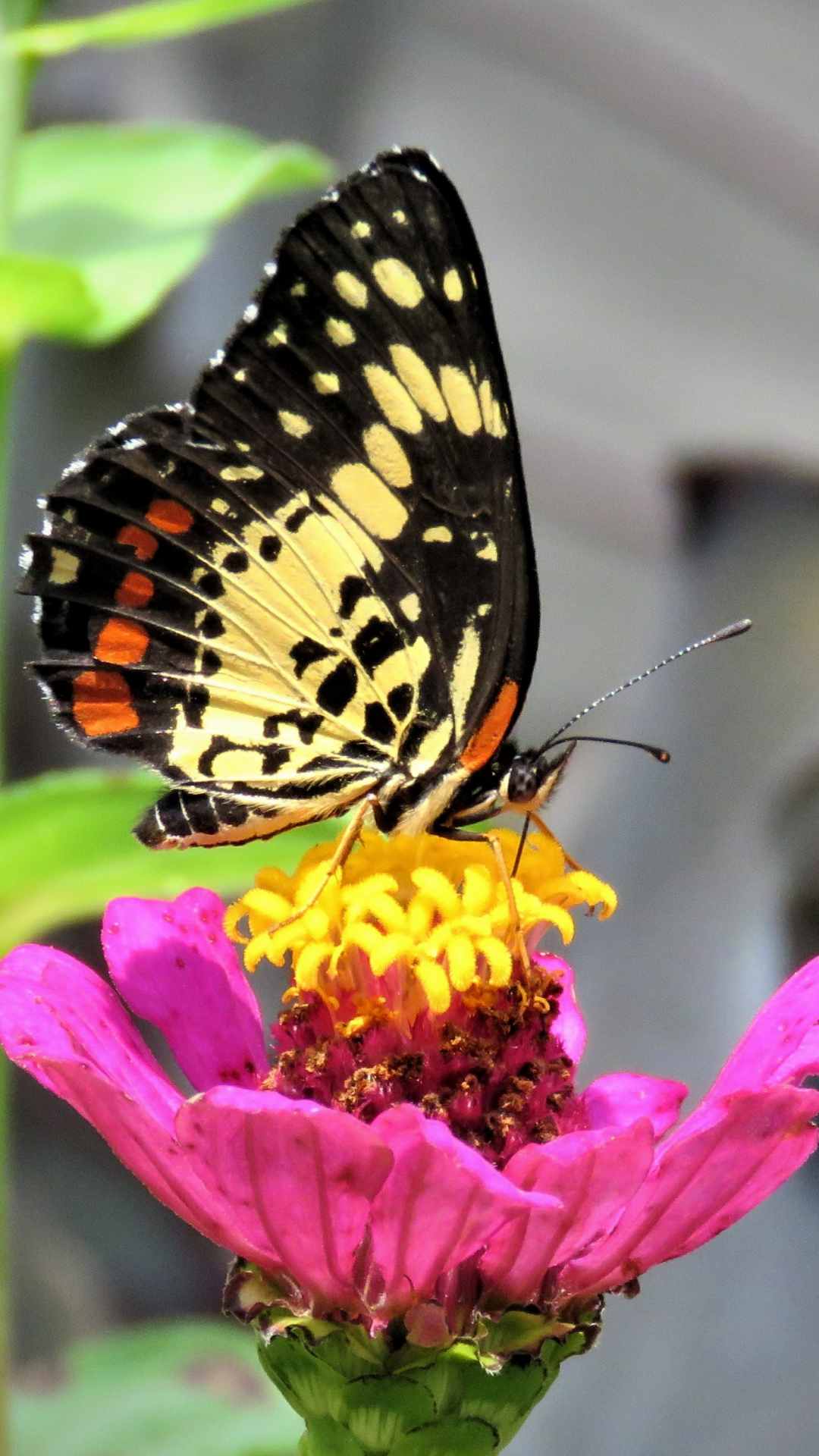 Butterfly Animal iPhone Wallpaper