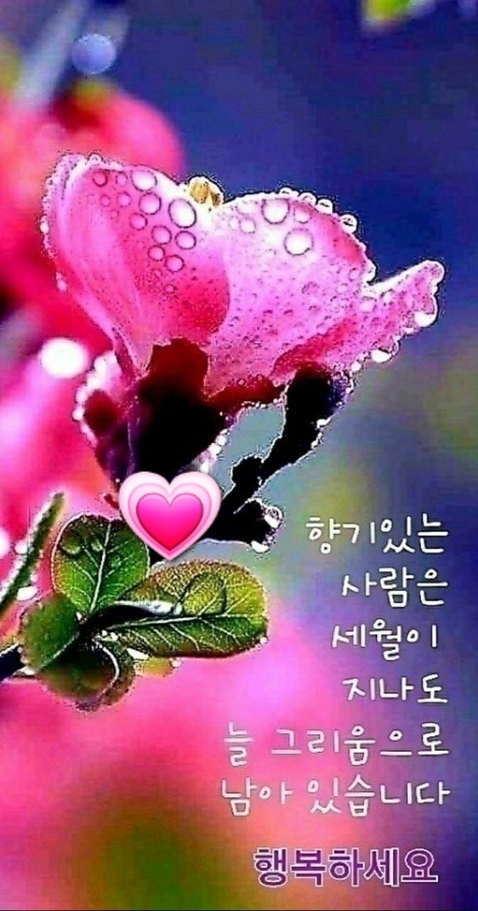 봄꽃 목련과 벚꽃이 한창입니다 / 꽃길만 걸으면 (03/23/22) 58