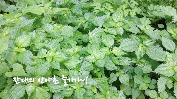 보는 식물 버섯 17종!-2 021.08.08 8월에 자주 9