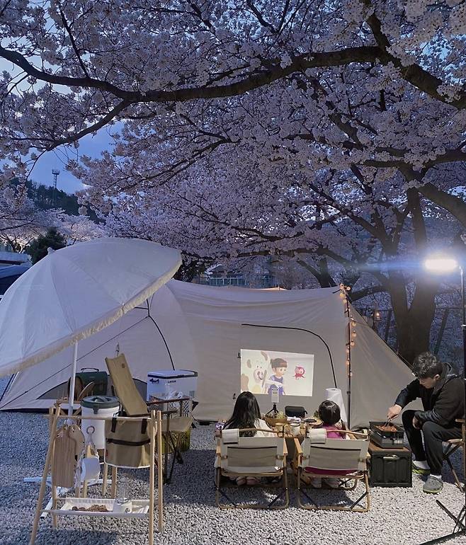 벚꽃 시즌에 떠나는 감성 캠핑여행 | 중부·남부 지역별 캠핑장 추천
