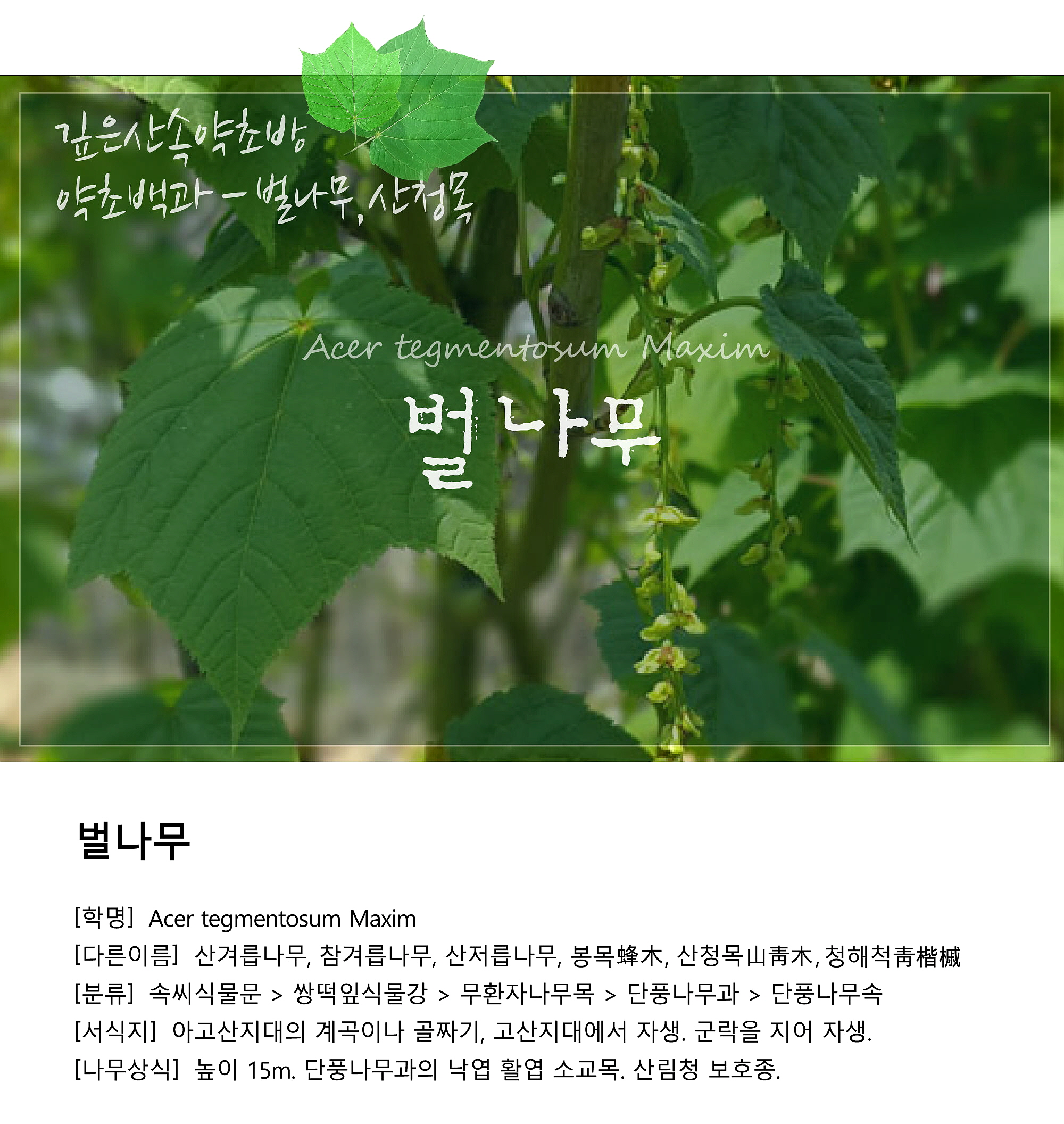 벌나무 효능 부작용과 벌나무엑기스