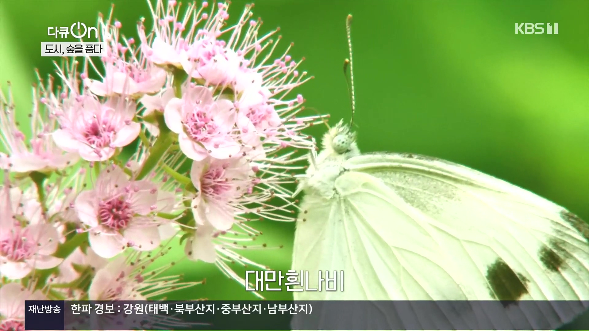 다큐 On.E232.231216p.H264-F1RST.mp4_20231220_204816.817.jpg