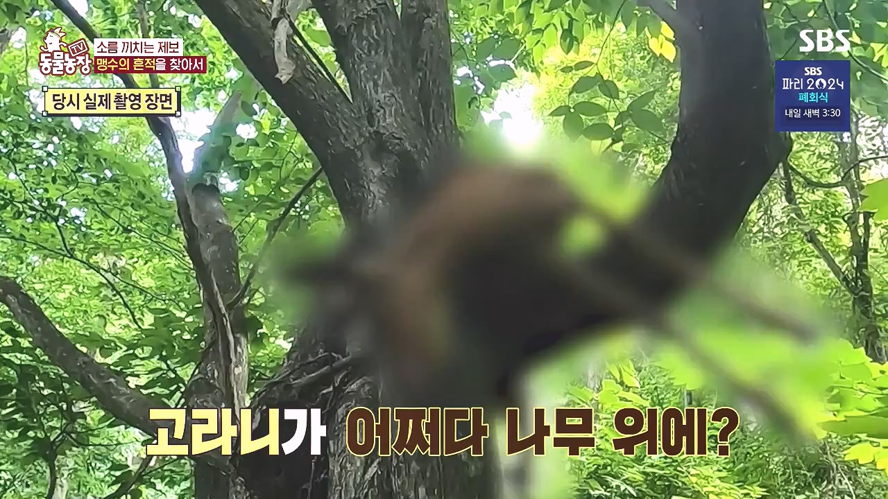 TV 동물농장.E1184.240812p-NEXT.mp4_20240811_172510.581.jpg