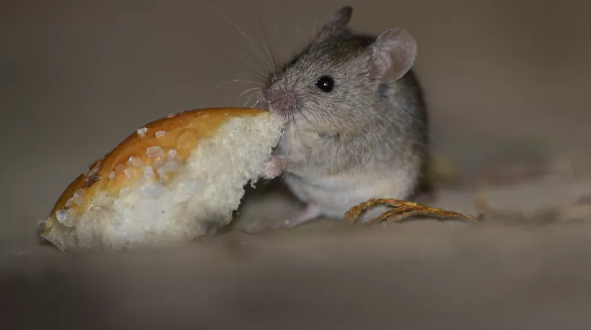 먹다 남은 음식을 먹는 쥐(이미지 출처: Shutterstock)